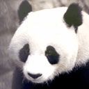panda - wallpaper preview