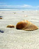 - - wallpaper preview