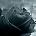 - - wallpaper preview