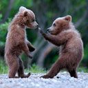 bear - wallpaper preview
