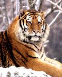 tiger - wallpaper preview