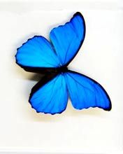 - - wallpaper preview