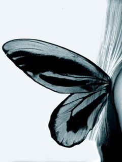 Butterfly - wallpaper preview
