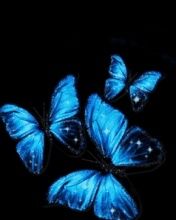 Butterfly - wallpaper preview