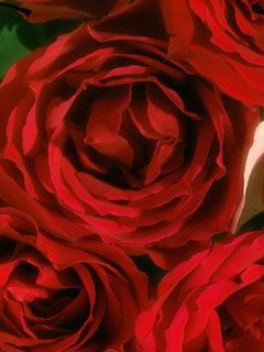 - - wallpaper preview