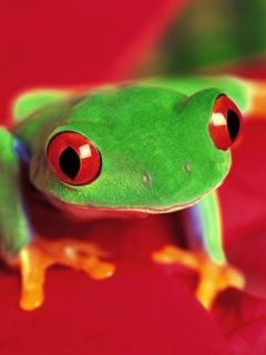 Froggy - wallpaper preview