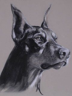 doberman - wallpaper preview