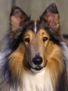 Sable Rough Collie - wallpaper preview