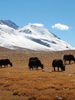 Tibet - wallpaper preview