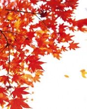 - - wallpaper preview