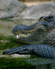 croco - wallpaper preview