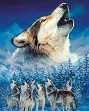 Wolf - wallpaper preview