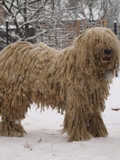 komondor - wallpaper preview