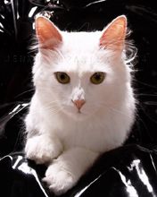 - - wallpaper preview