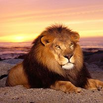 lion - wallpaper preview