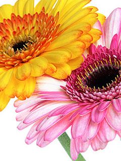 Gerbera Jamesonii - wallpaper preview
