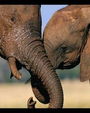 Elephants Friends - wallpaper preview