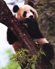 Tired Panda - wallpaper preview
