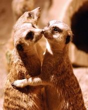 Surikaty - wallpaper preview