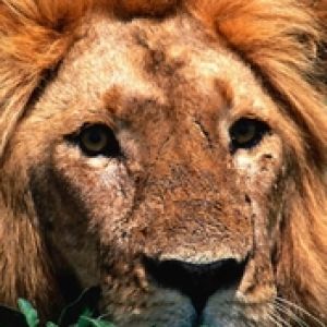 Tired Lion 