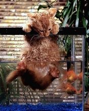 Wet Cat - wallpaper preview