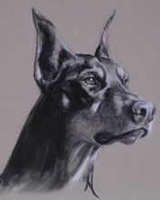 Doberman - wallpaper preview