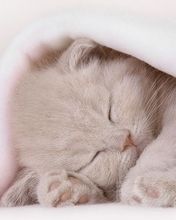 - - wallpaper preview