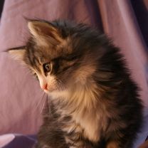 - - wallpaper preview