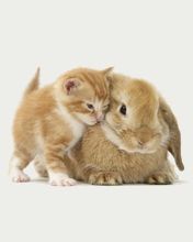 - - wallpaper preview