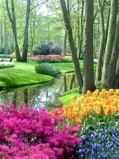 Keukenhof - wallpaper preview