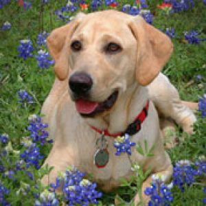labrador