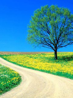 Spring Road - wallpaper preview