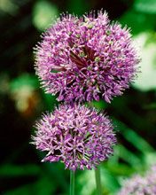 - - wallpaper preview