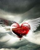 - - wallpaper preview