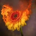 - - wallpaper preview