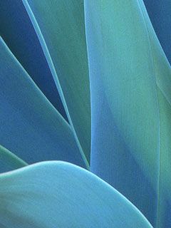 Agave - wallpaper preview