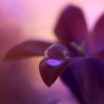 - - wallpaper preview