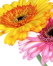 Gerbera jamesonii - wallpaper preview