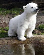 Knut - wallpaper preview
