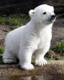 Knut - wallpaper preview