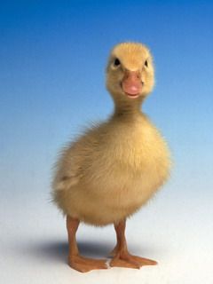 Duck - wallpaper preview