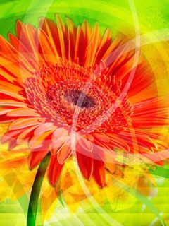 Gerbera - wallpaper preview