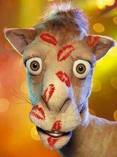 Camel - wallpaper preview