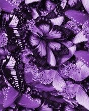 Butterflys - wallpaper preview