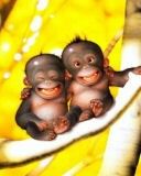 Little Monkeys - wallpaper preview