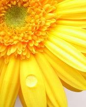 Yellow Gerbera - wallpaper preview