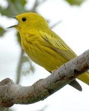Yellow Warbler singing - wallpaper preview
