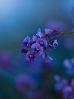 Native Lilac