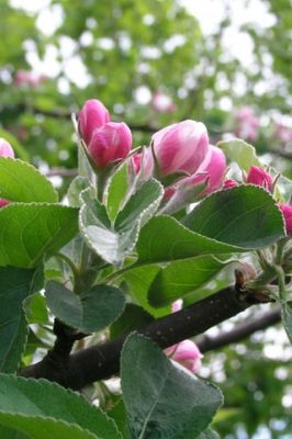 - - wallpaper preview