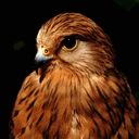 Oiseaux - wallpaper preview